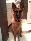 German shepherd adult for sale