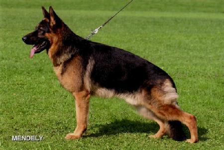 tuareg von bad-boll german shepherd dog at stud and for breeding